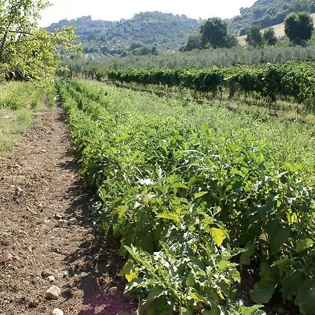 Alloggio per agriturismo Il Bagolaro Nerola